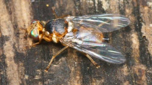 Bactrocera oleae